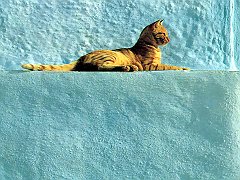 Gatti (257)